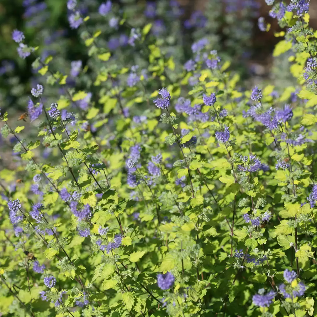 Sunshine Blue II bluebeard in landscape